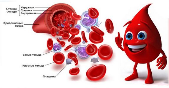 Исследование крови при холецистите. Общий и биохимический анализы исследование
